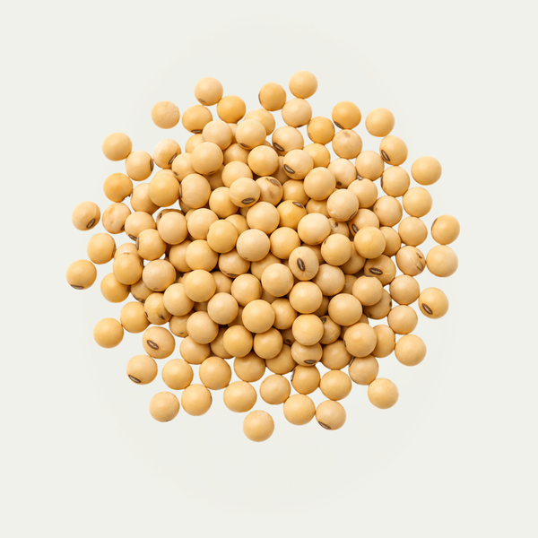 Glycine Soja (Soybean) Seed Extract